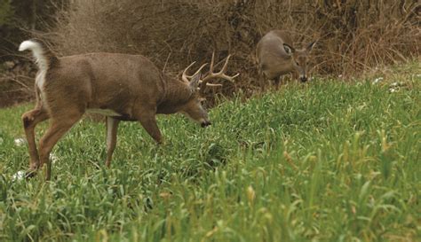 Whitetail Institute Whitetail Oats Plus Adds New