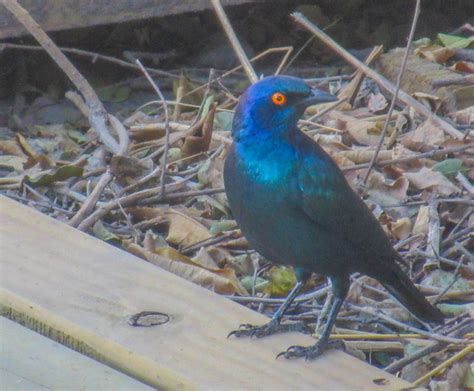 cannundrums cape glossy starling