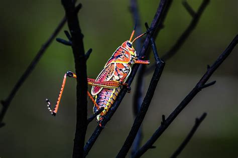 grasshopper  florida photograph  garrick besterwitch fine art america