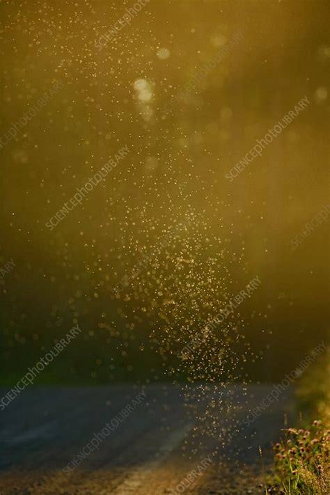 mosquito swarm stock image  science photo library
