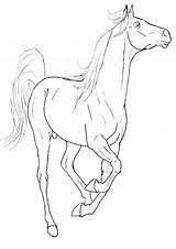 Paarden Paard Animaatjes Dieren Equine Schleich Coloriages Animes Ausmalbilder sketch template