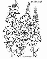 Snapdragon Snapdragons Colouring sketch template