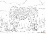 Cheetah Gepard Asiatic Ghepardo Getdrawings sketch template