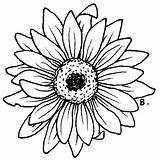 Sunflowers Gerbera sketch template