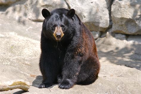 fileblack bear jpg wikipedia   encyclopedia