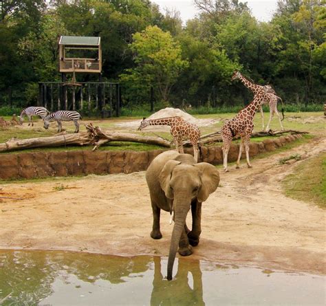 dallas zoos giants   savanna named  zoo habitat   nation