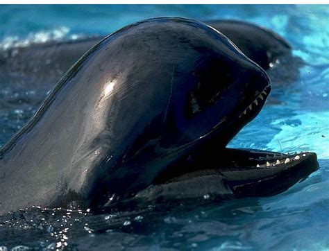 conoce todo sobre el delfin calderon  pilot whale evitemos  sigan los terribles asesinatos