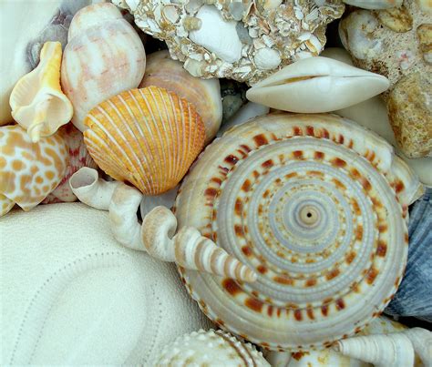 classifying seashells seashells  millhill