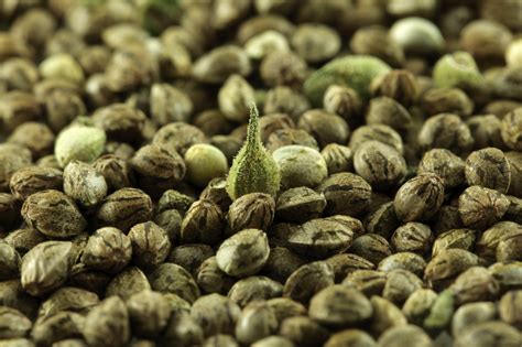 cannabis seeds top ten facts