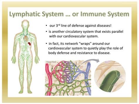 Ppt Lymphatic System Powerpoint Presentation Free Download Id 2045056