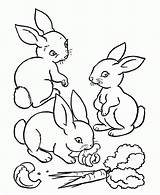 Conejos Comiendo Rabbits Conejitos Farm Bunnies Vegetable sketch template
