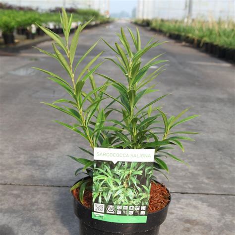 sarcococca saligna acheter des plantes sur coolplants