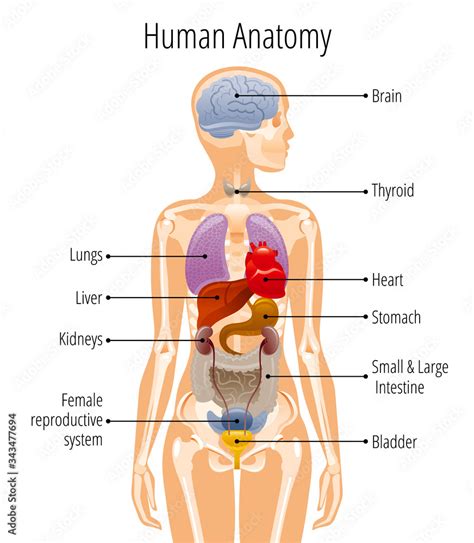 internal body parts diagram
