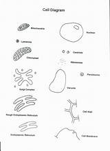 Cell Coloring Cells Worksheet Alive Answer Key Human Plant Template Lipid Structure Chessmuseum Popular sketch template