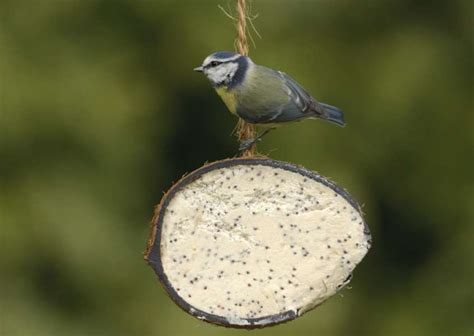 rspb survey reveals tough time for tits in suffolk