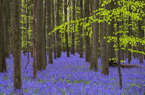 wild bluebells   hallerbos     blue forest  halle belgium