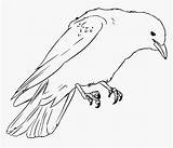 Crow Raven Vector sketch template
