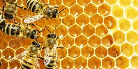 conflict  honey bee genes supports theory  altruism  source