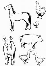Coloring Animal Land Animals Farm Pages Various Type Printable Getcolorings Kids Color Print sketch template