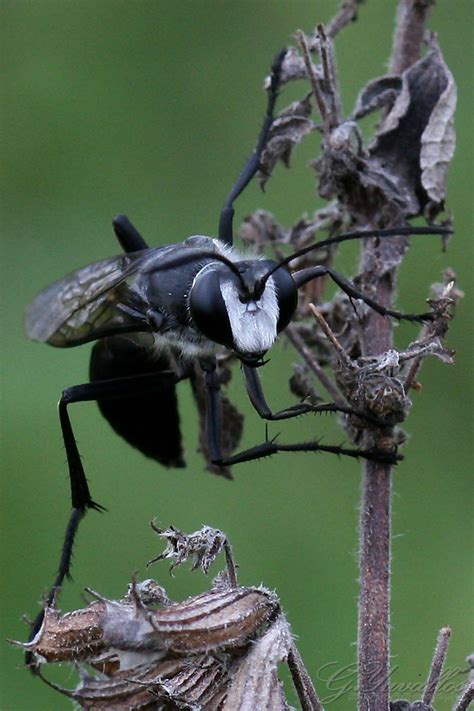 black hornet  black hornet ready  sting  gerald yuvallos flickr