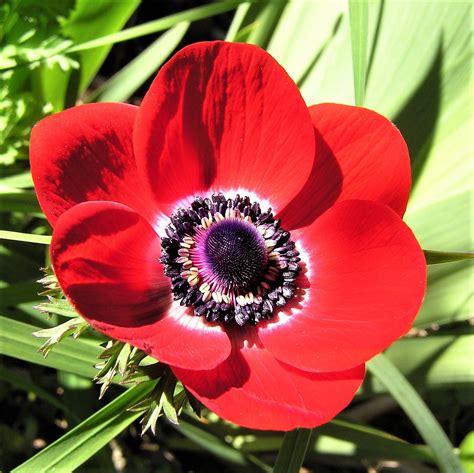 striking red anemone bulbs  sale   excellency easy