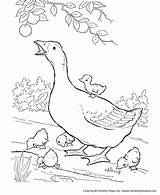 Coloring Farm Pages Animal Geese Animals Kids Honkingdonkey Print Sheets sketch template