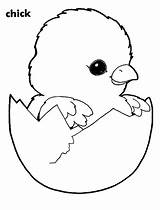Chick Hatching Coloring Eggshell Tocolor Dibujos sketch template