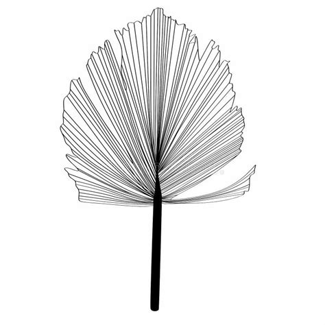 palm leaf illustration   style outline stock vector