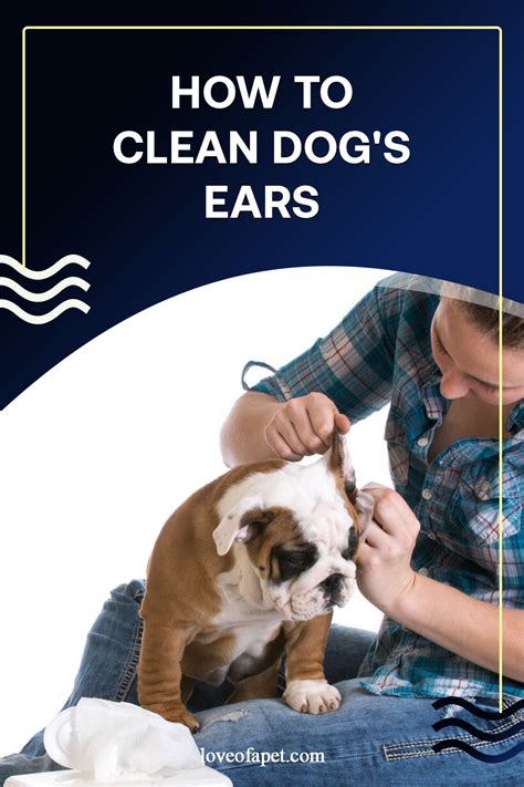 pin  dog cleaning  grooming