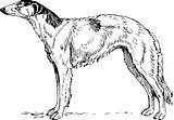Borzoi Greyhound Perro Simpsons Onlinelabels Similars 4vector I2clipart Royalty Mascota Gato sketch template