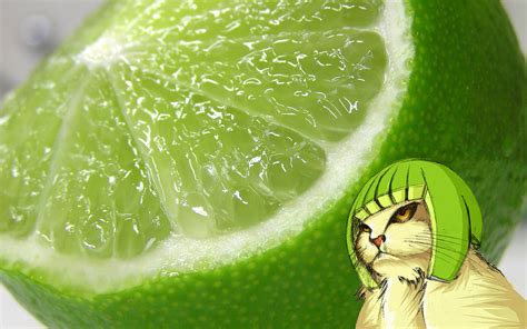 kucing lemon lucu background gratis lime zoom