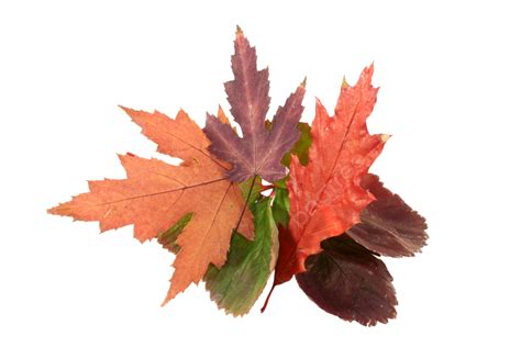 autumn leaves leaf shape deciduous tree maple oak leaf autumn leaf