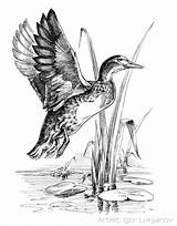 Mallard Ducks Sketch Hunting Coloring Jagdmotive Ente Burning Larger Getdrawings sketch template