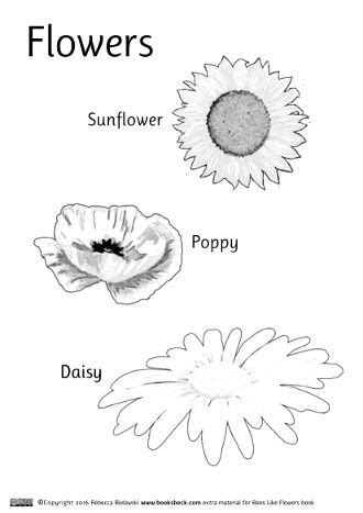 printable coloring pages  learn  common flower names www