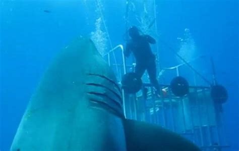 Biggest Great White Shark Ever Filmed Wordlesstech