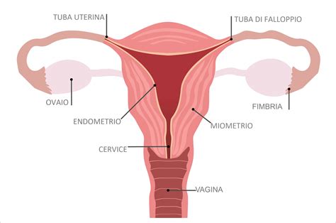 lapparato riproduttivo femminile gravidanzaonline