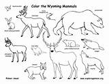 Mammals Wyoming State Coloring Habitats Exploringnature sketch template