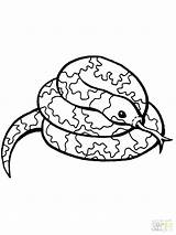 Constrictor Schlange Boa Snakes Kleurplaten Schlangen Serpiente Serpenti Serpente Attorcigliato Slang Enrollada Ausdrucken Coiled Supercoloring Aufgerollte Kleurplaat Serpientes sketch template