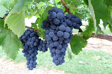 alternative wine grape evaluation  manjimup agriculture  food