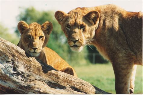 African Lion Safari Tourism Hamilton