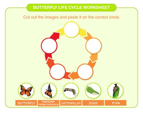butterfly life cycle worksheet   printables  kids