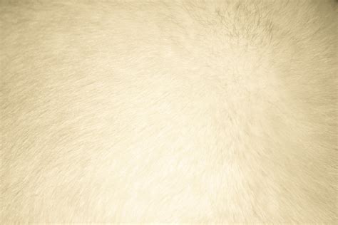 beige fur texture high resolution dimensions wallpaper