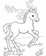 Pages Horse Coloring Herd Getcolorings sketch template
