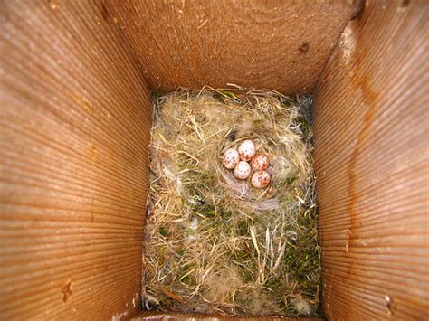 carolina chickadee nest nestbox    wonderful surpr flickr