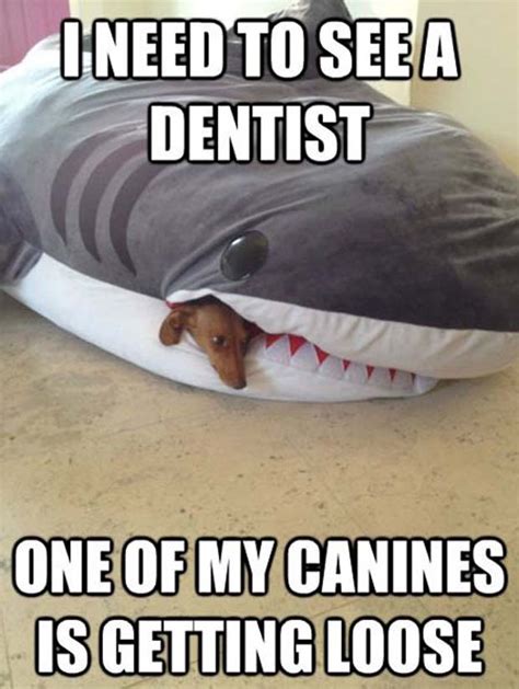 Shark Week 2017 Best Funny Memes