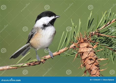 chickadee   branch stock image image  wild birds