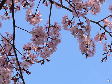 bild blueten der zierkirsche baum lat prunus find das bildde