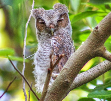 backyard birdingand nature cute baby eastern screech owl  tree
