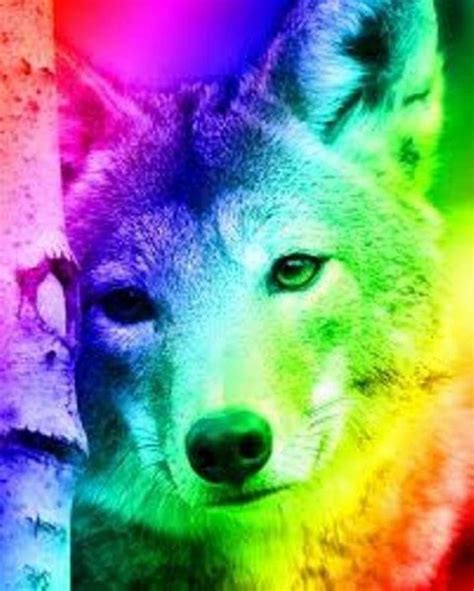 rainbow wolf fantasy wolf wolf art drawing wolf