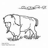 Buffalo Coloring Pages Color Index American Own sketch template